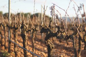 viñas en Manacor